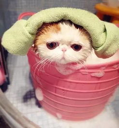 加菲貓洗澡注意事項