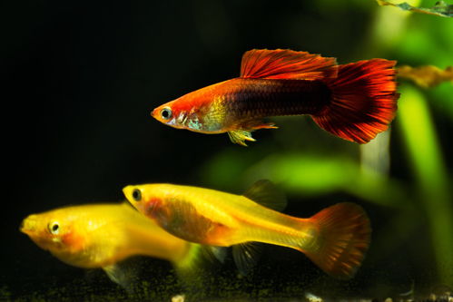 注意事項(xiàng),孔雀魚,生產(chǎn)