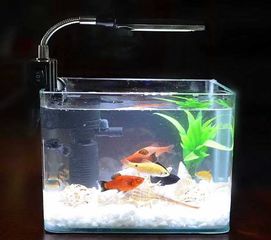 收納箱養(yǎng)魚要注意什么,塑料箱養(yǎng)魚注意事項,收納箱安全注意事項