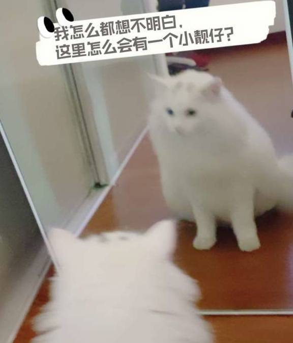 養(yǎng)貓的注意事項,初學者養(yǎng)貓注意事項,養(yǎng)貓知識和注意事項