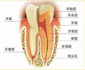 爛牙神經(jīng)期間注意事項(xiàng)