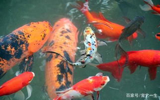 草魚,魚缸,注意事項
