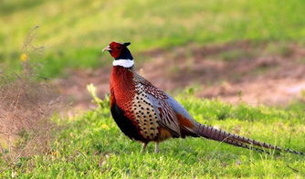 野雞,養(yǎng)殖,注意事項(xiàng)
