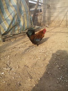 初春牛羊養(yǎng)殖注意事項,春季肉雞養(yǎng)殖重點注意事項!,初春牡丹花的養(yǎng)殖方法和注意事項