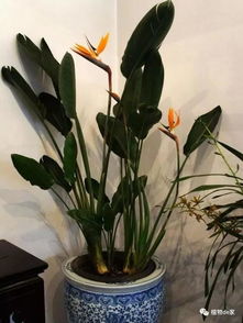 注意事項,鶴望蘭