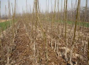 苗木,注意事項(xiàng),購買