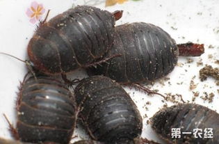 小土元注意事項