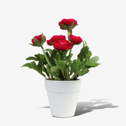 盆栽,種植,玫瑰花,注意事項(xiàng)