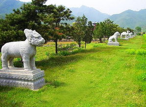 造墓地的注意事項(xiàng),墓地選擇注意事項(xiàng),墓地種柏樹的注意事項(xiàng)