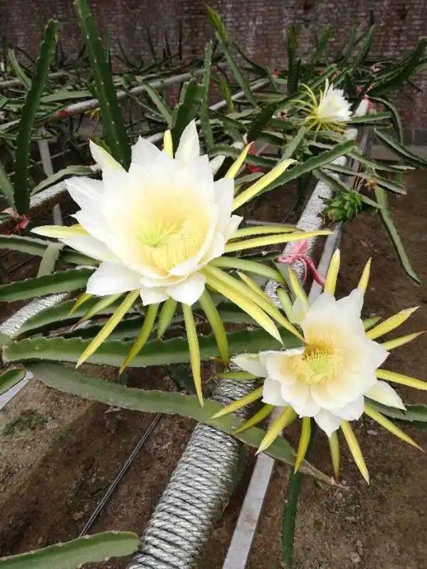 開(kāi)花,注意事項(xiàng),火龍果