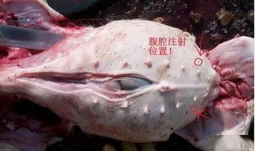 家兔腹腔注射注意事項