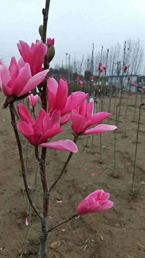 蘭后,移栽,注意事項(xiàng),白玉