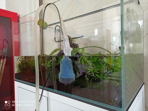 收納箱養(yǎng)魚注意事項