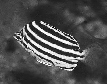 養(yǎng)斑馬魚注意事項