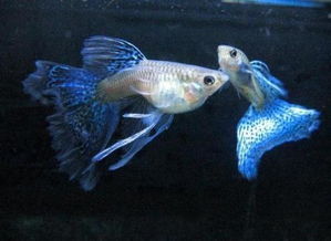 新買,注意事項(xiàng),孔雀魚