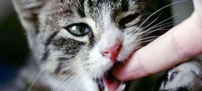 被貓抓傷飲食注意事項,被貓抓傷后注意事項,被貓抓傷出血注意事項