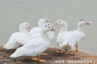 圈養(yǎng),注意事項(xiàng)