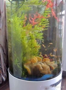 草缸養(yǎng)魚(yú)注意事項(xiàng),荷花缸養(yǎng)魚(yú)注意事項(xiàng),陶瓷缸養(yǎng)魚(yú)注意事項(xiàng)