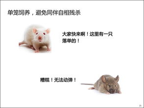 小鼠基本實驗操作注意事項,實驗小鼠的操作注意事項,實驗小鼠的操作注意事項及給藥方式