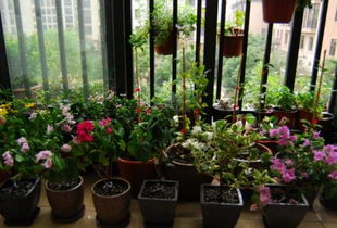 高層陽臺養(yǎng)花注意事項,封閉式陽臺養(yǎng)花注意事項,人血白蛋白養(yǎng)花的注意事項