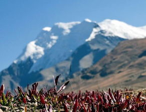去高原旅游注意事項,高原地區(qū)需要注意事項,高原旅游的注意事項和安全預防