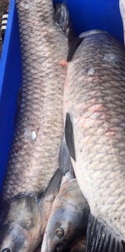 青魚,注意事項