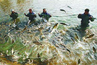 塑料桶養(yǎng)魚注意事項,水缸養(yǎng)魚注意事項,地下水養(yǎng)魚的注意事項