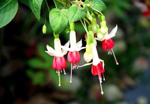 養(yǎng)殖,注意事項(xiàng),方法,鐘海