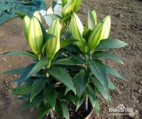 水培百合花球的養(yǎng)殖方法和注意事項(xiàng),百合杜鵑花的養(yǎng)殖方法和注意事項(xiàng),百合的養(yǎng)殖方法和注意事項(xiàng)盆栽