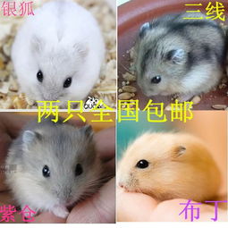 倉鼠群養(yǎng)注意事項
