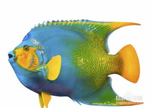 魚(yú)缸加新魚(yú)的注意事項(xiàng)
