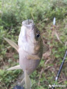 新手野釣注意事項