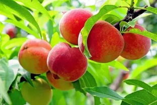 桃園采摘注意事項