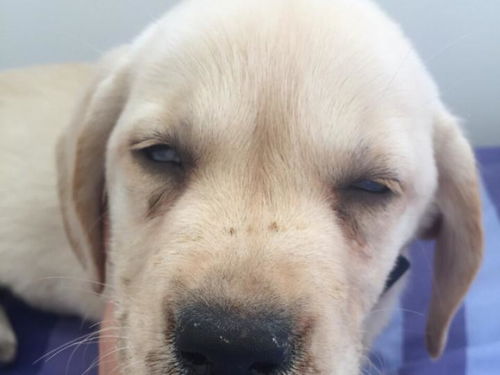 狗狗有呼吸道感染注意事項