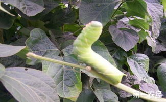 白蟲的養(yǎng)殖方法和注意事項,豆青蟲養(yǎng)殖及供蟲苗地址,豆青蟲養(yǎng)殖騙局