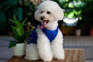 在寵物店洗澡狗狗把店主咬傷算誰的,寵物店狗狗洗澡價格表,寵物店給狗狗洗澡流程