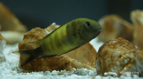 熱帶魚飼養(yǎng)注意事項,熱帶魚加水注意事項,熱帶魚養(yǎng)殖方法和注意事項