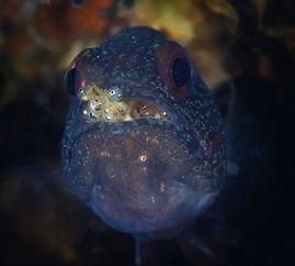 金魚卵孵化注意事項(xiàng)