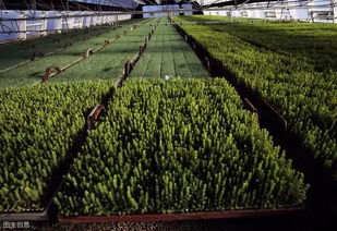 購買苗木注意事項(xiàng)