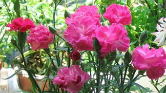 康乃馨的種植方法和注意事項(xiàng)