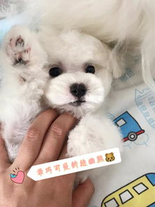 空運,注意事項,買狗,網(wǎng)上