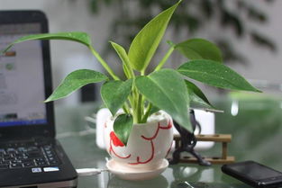 養(yǎng)殖,金鉆,注意事項(xiàng),方法