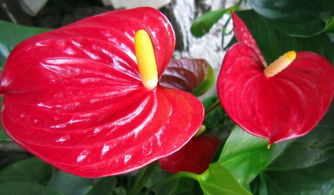 倒栽紅掌注意事項(xiàng),栽紅掌花時(shí)注意事項(xiàng),紅掌的養(yǎng)殖方法和注意事項(xiàng)