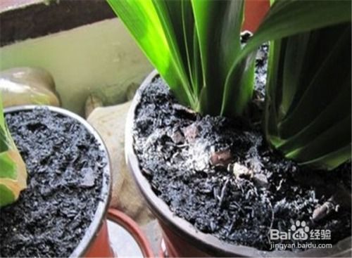 仙人棍的養(yǎng)殖方法和注意事項(xiàng)