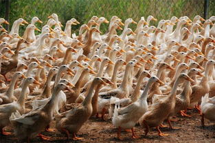 魚塘養(yǎng)殖蛋鴨注意事項