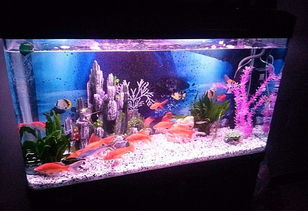 小魚缸養(yǎng)魚技巧注意事項,小玻璃魚缸養(yǎng)魚注意事項,新魚缸養(yǎng)魚注意事項