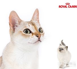 貓咪喂食需要注意事項