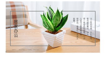 虎尾蘭的養(yǎng)殖方法和注意事項,棒葉虎尾蘭的養(yǎng)殖方法和注意事項,虎尾蘭養(yǎng)殖方法和注意事項有哪些