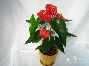 新栽的紅掌注意事項(xiàng)
