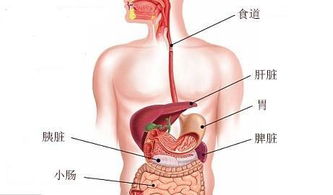 肝脾破裂出血搬運注意事項,肝脾破裂手術(shù)注意事項,病人肝脾破裂出血時搬運時應(yīng)注意什么